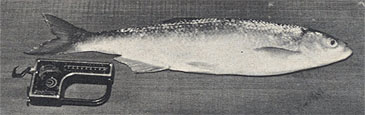 Record photograph for Alburnus chalcoides